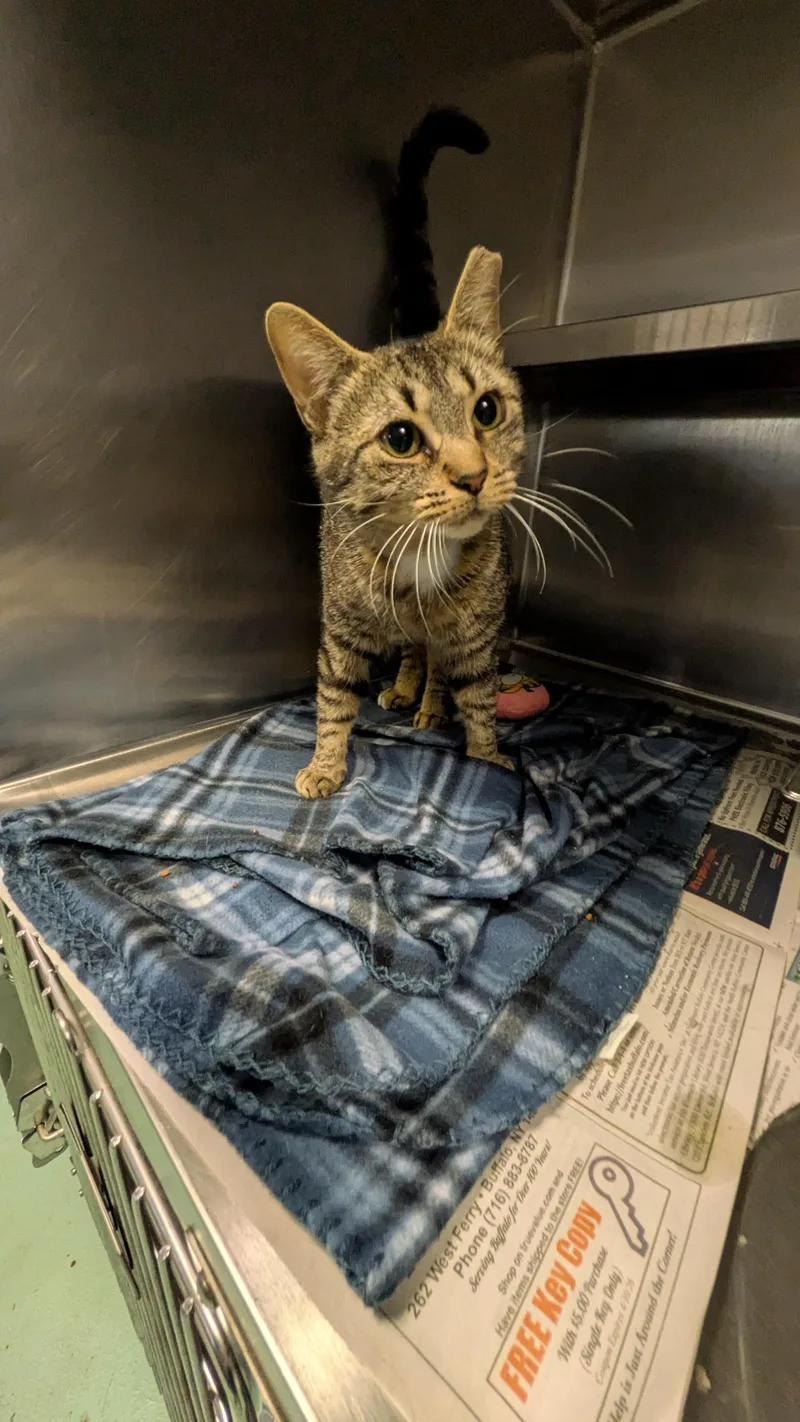 An adult medium-sized female Tabby (Buff / Tan / Fawn) Domestic Short Hair cat named Ellie for adoption in Buffalo, NY