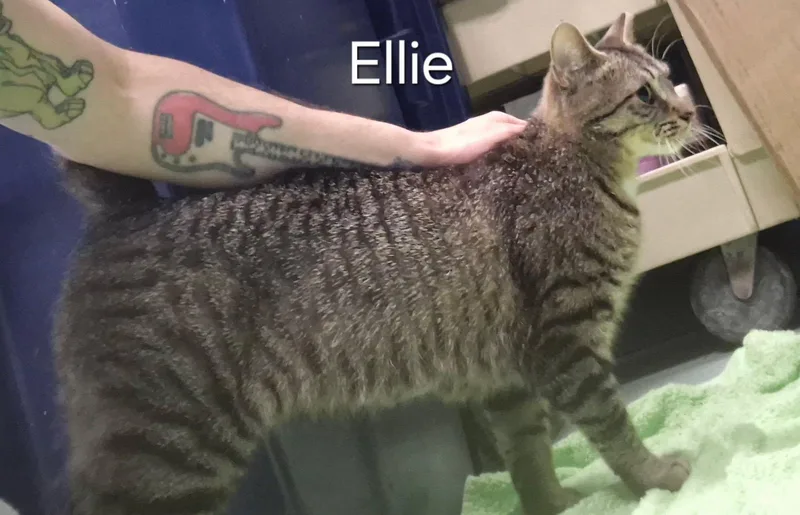 Ellie thumbnail 2