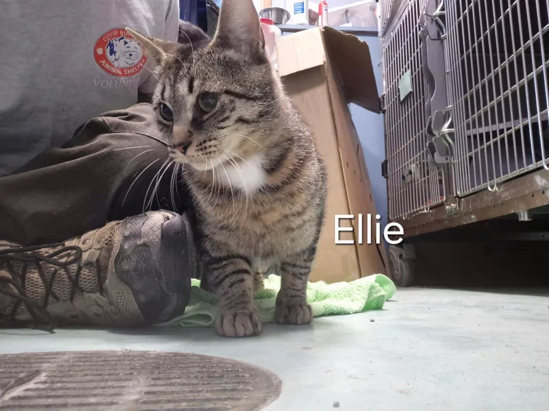 Ellie thumbnail 4