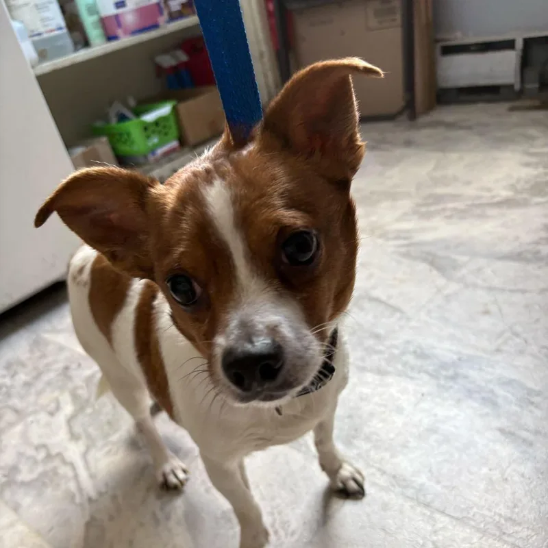 A senior small-sized male White / Cream Mixed Breed dog named Ethan for adoption in Oak Hill, WV