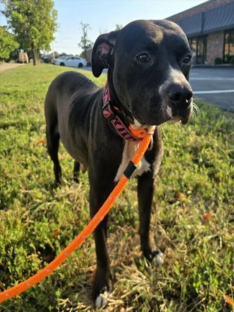 A young medium-sized female Terrier dog named Sporkle for adoption in Olivette, MO