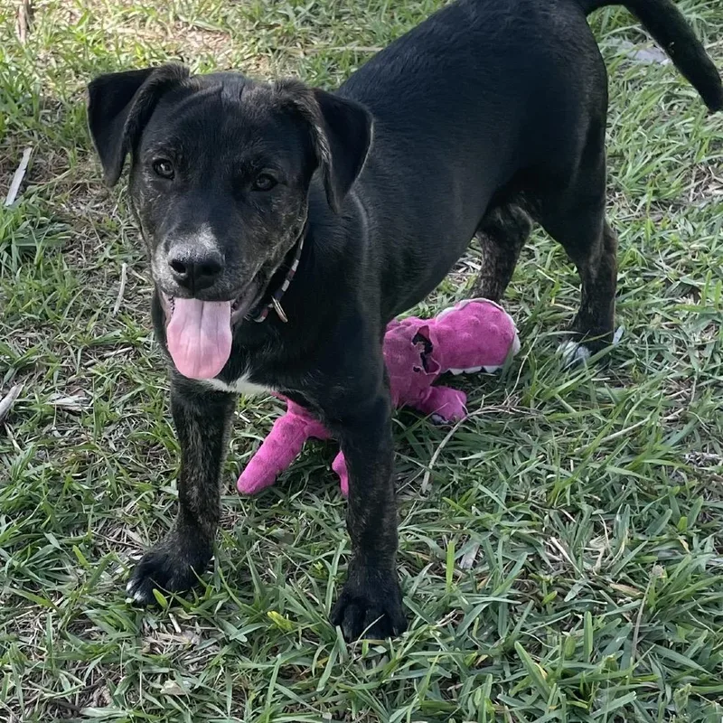 A baby medium-sized male Brindle Mixed Breed dog named Woody for adoption in Port Charlotte, FL