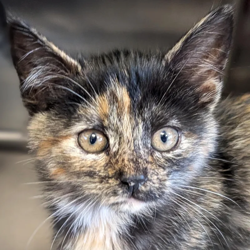 A baby medium-sized female Tortoiseshell Domestic Short Hair cat named Baby Cakes for adoption in Jefferson, WI