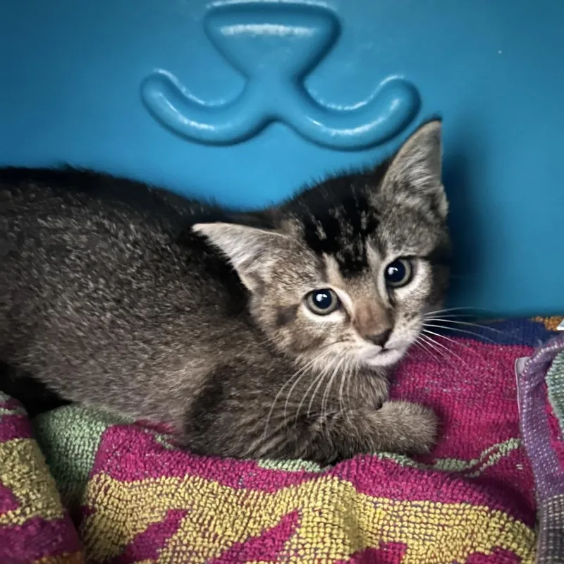 A baby small-sized female Brown / Chocolate Domestic Short Hair cat named Bobbicity Of Industry for adoption in Chino Hills, CA