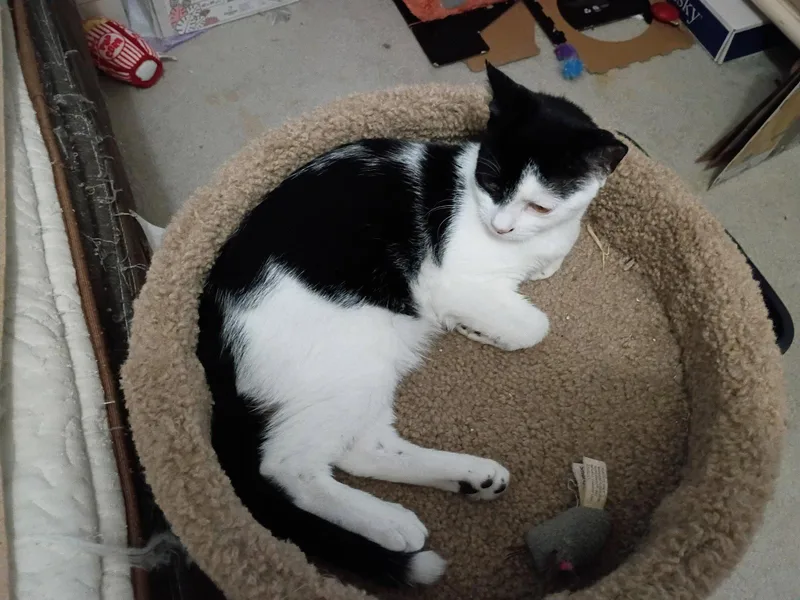 A young medium-sized female Black & White / Tuxedo Domestic Short Hair cat named Taffey for adoption in Walled Lake, MI