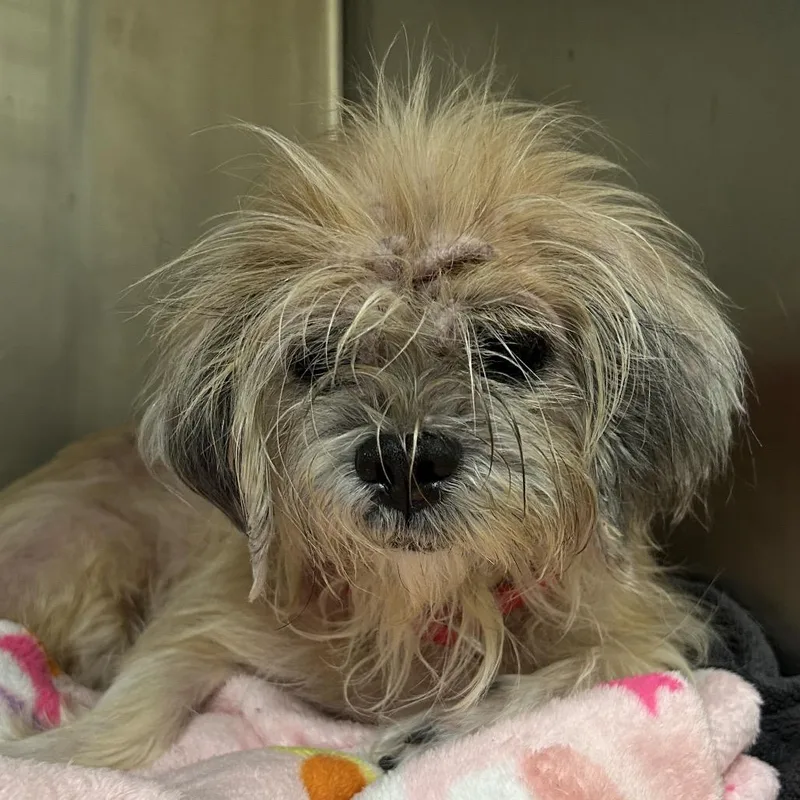 A senior small-sized female White / Cream Lhasa Apso dog named Zelda for adoption in Titusville, FL
