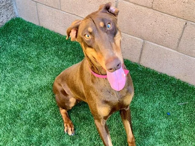 An adult medium-sized female Red / Chestnut / Orange Doberman Pinscher dog named Save Me Please! Ruby for adoption in San Marcos, CA