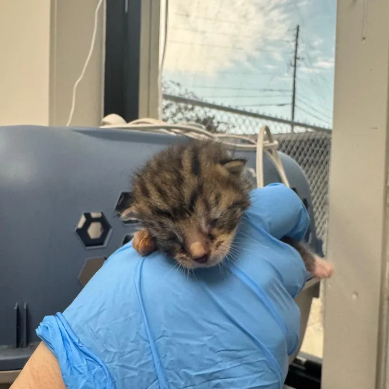 A baby small-sized female Black Domestic Short Hair cat named Tigger for adoption in Columbiana, AL