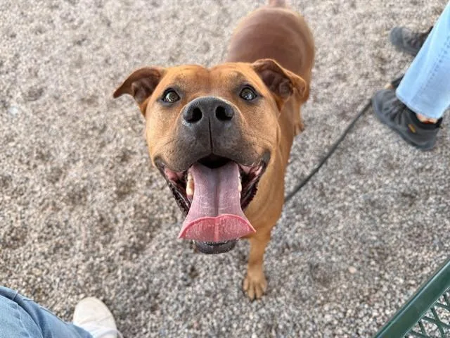 A young large-sized female Boxer dog named Gia for adoption in Mesa, AZ