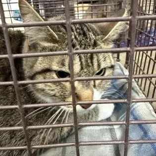 An adult medium-sized female Brown / Chocolate Domestic Short Hair cat named Harley at Petsmart for adoption in Rapid City, SD