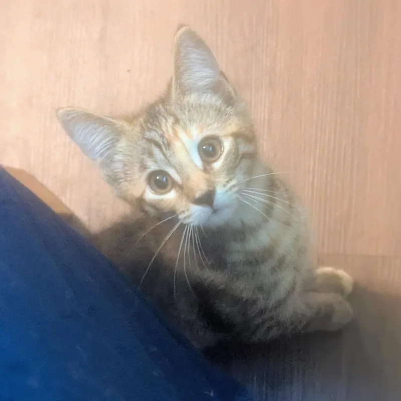 A baby small-sized female Torbie Domestic Short Hair cat named Go Go Juice for adoption in Baltimore, MD
