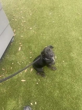 A baby small-sized male Labrador Retriever dog named Mutumbo for adoption in Gainesville, FL
