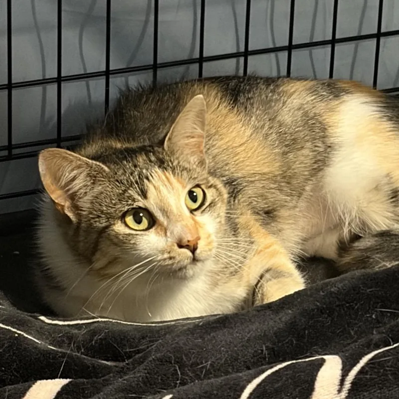 An adult medium-sized female Calico Domestic Short Hair cat named Unlimted Soup Or Salad for adoption in Mount Laurel, NJ