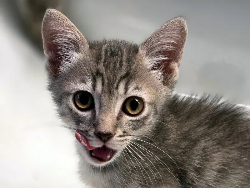 A baby small-sized male Domestic Short Hair cat named Cool Ranch for adoption in Mission Viejo, CA