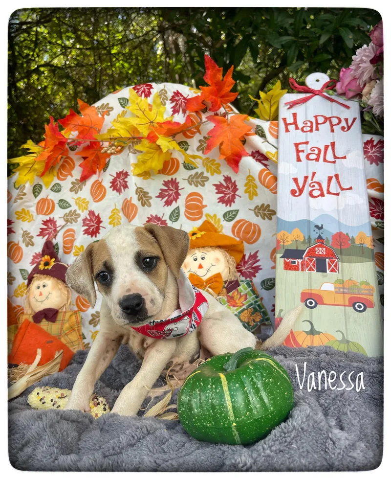 Vanessa thumbnail 6