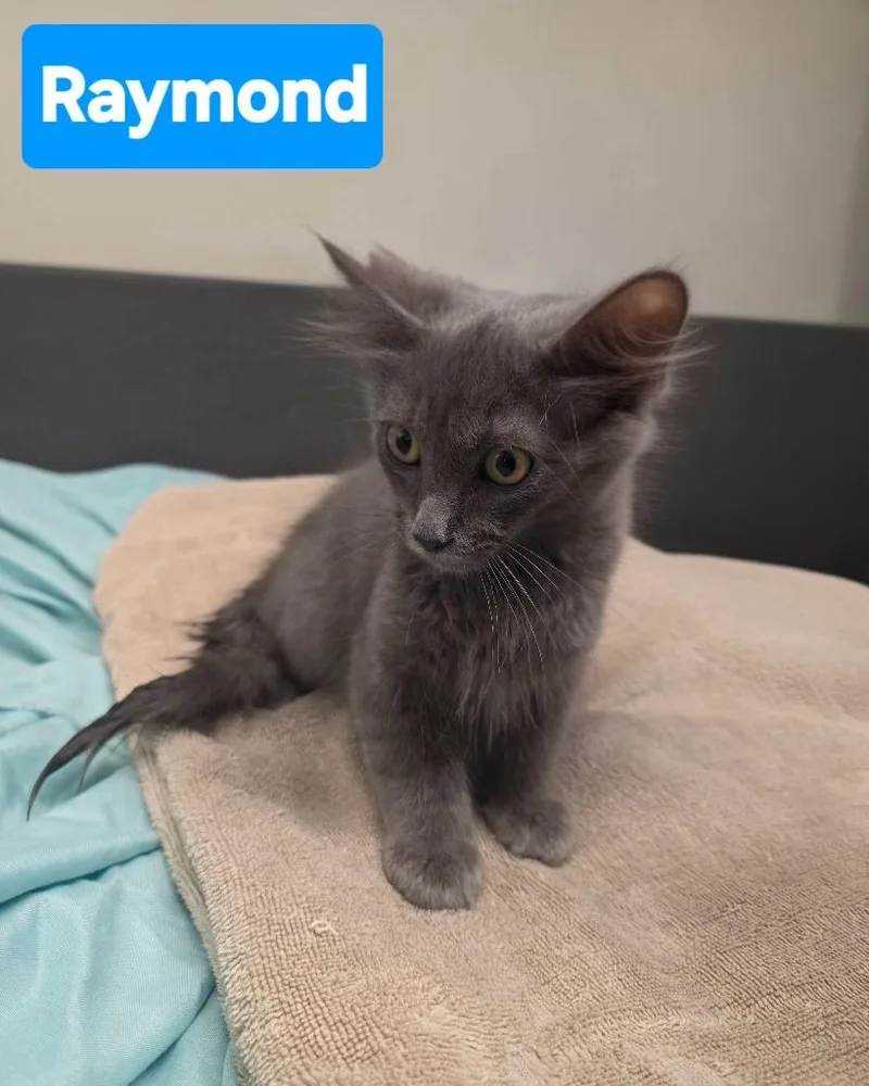 A baby medium-sized male Domestic Medium Hair cat named Raymond for adoption in Mena, AR