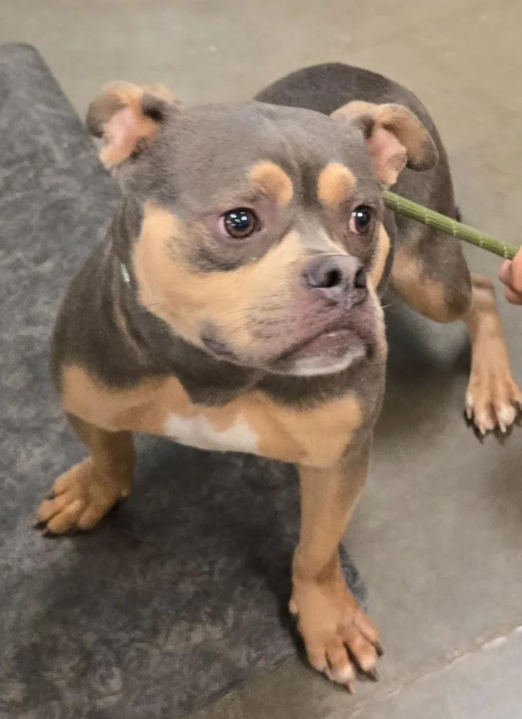 A young medium-sized female Staffordshire Bull Terrier dog named Stella for adoption in Murphysboro, IL