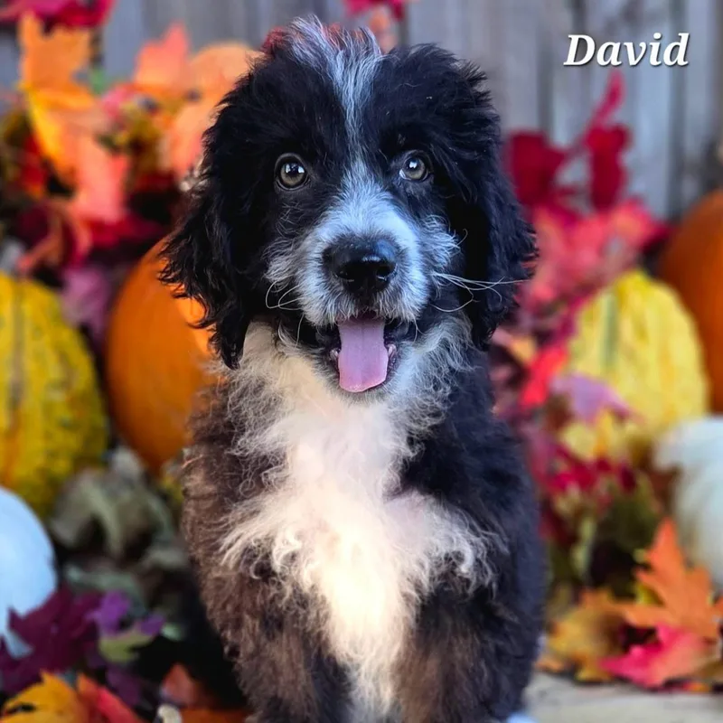A baby medium-sized male Border Collie dog named David for adoption in University Place, WA