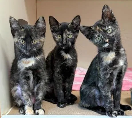 A baby medium-sized female Domestic Short Hair cat named Lily for adoption in Brewster, MA