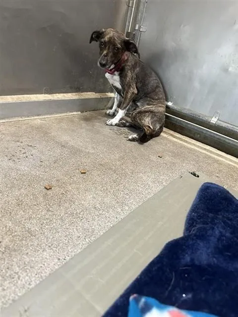 A young small-sized female Chihuahua dog named Brinda for adoption in Sacramento, CA