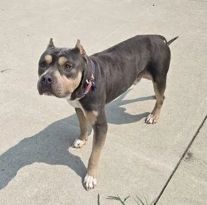 An adult medium-sized male American Bully dog named Dax for adoption in Bucyrus, OH
