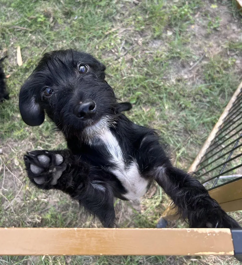 Cosmo
