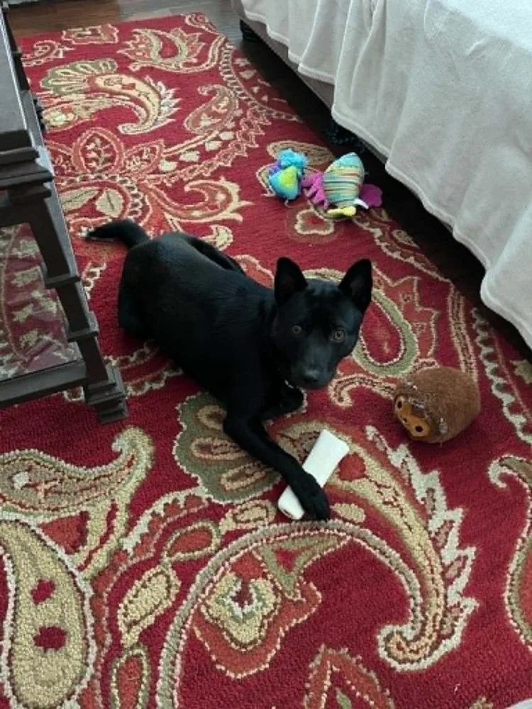 A young medium-sized male Black Schipperke dog named Magic for adoption in Youngsville, NC