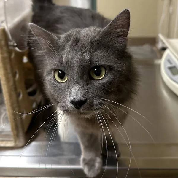An adult large-sized male Domestic Medium Hair cat named Draco for adoption in Troutdale, OR