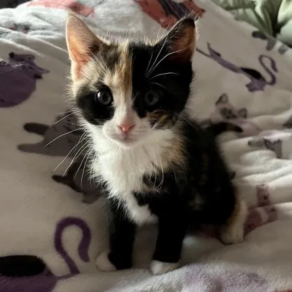 A baby small-sized female Domestic Short Hair cat named Dominique for adoption in Wheaton, IL