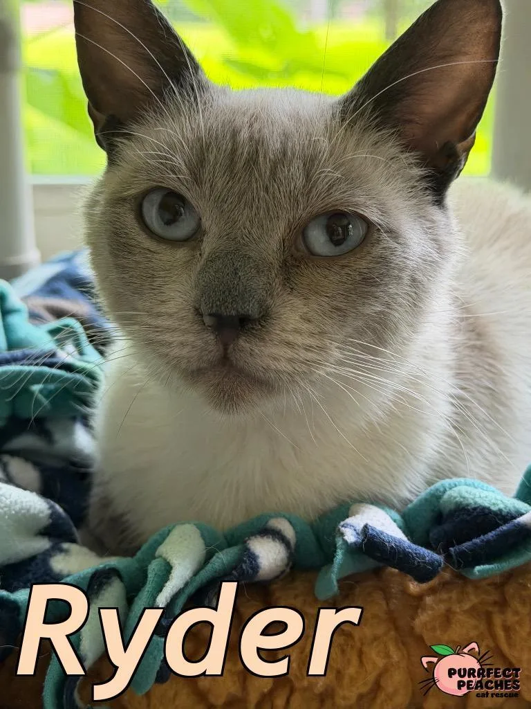Ryder