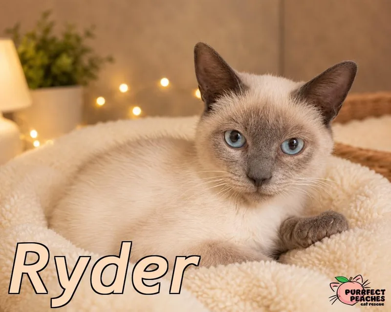 Ryder thumbnail 2
