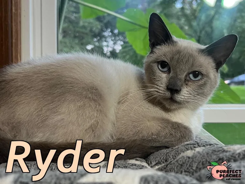 Ryder thumbnail 4
