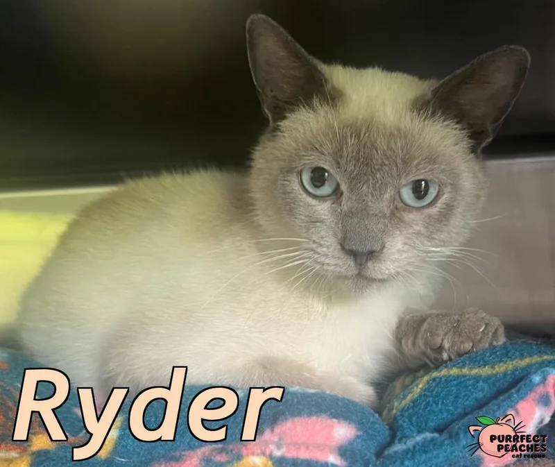 Ryder thumbnail 6