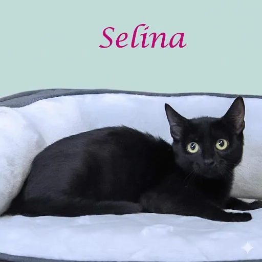 Selina C thumbnail 2