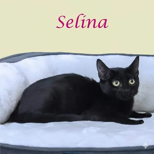 Selina C thumbnail 3
