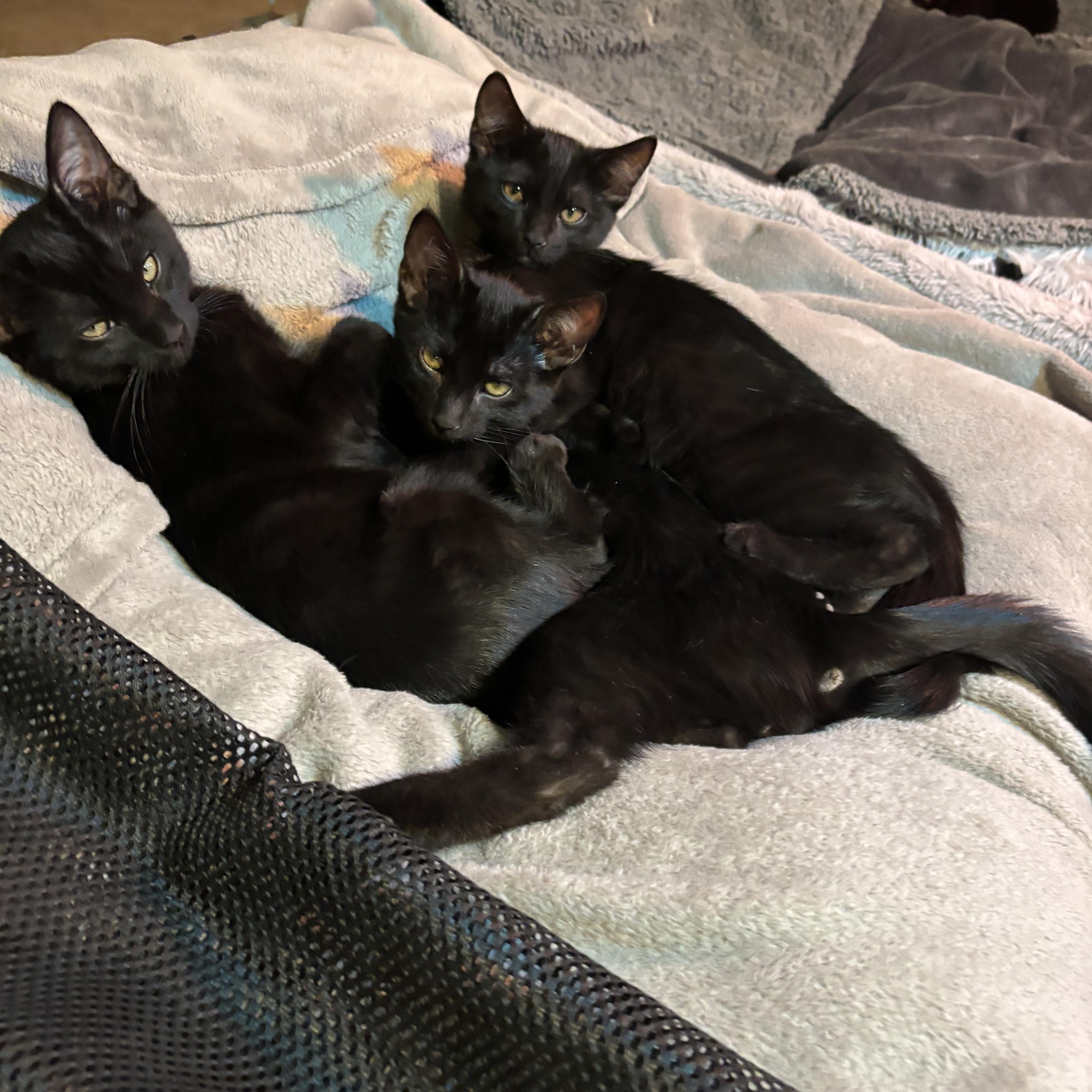 A young small-sized male Black Domestic Short Hair cat named Athos [bonded With Porthos] for adoption in PHOENIX, AZ