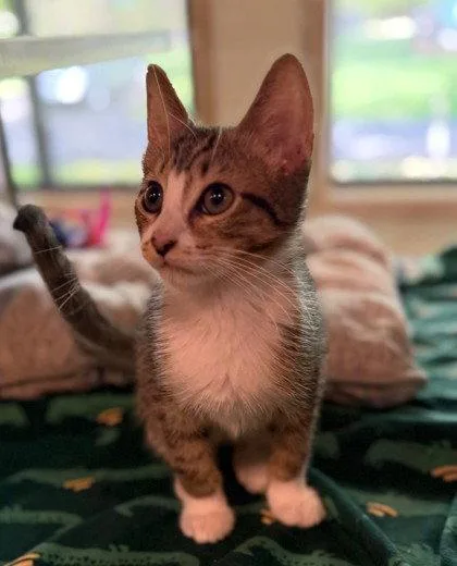 A young small-sized male Domestic Short Hair cat named Jack Link for adoption in Midland, VA