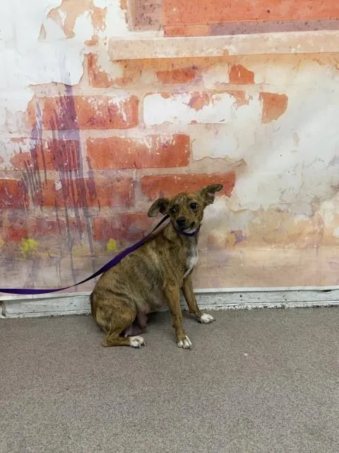 A young small-sized female Chihuahua dog named Cleo for adoption in San Bernardino, CA