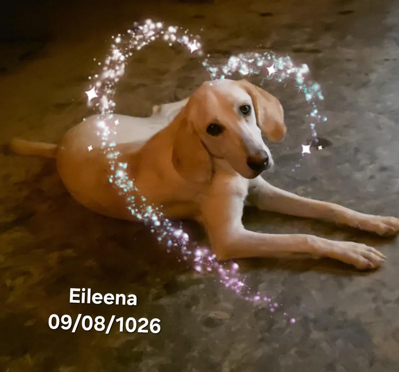 Eileena
