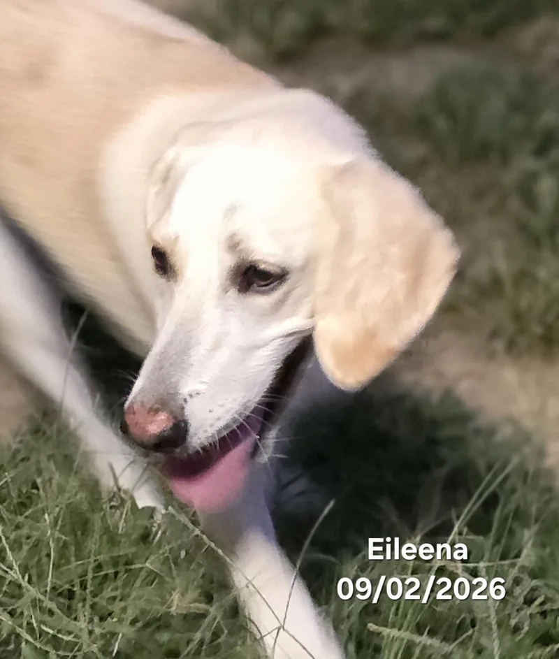 Eileena thumbnail 4