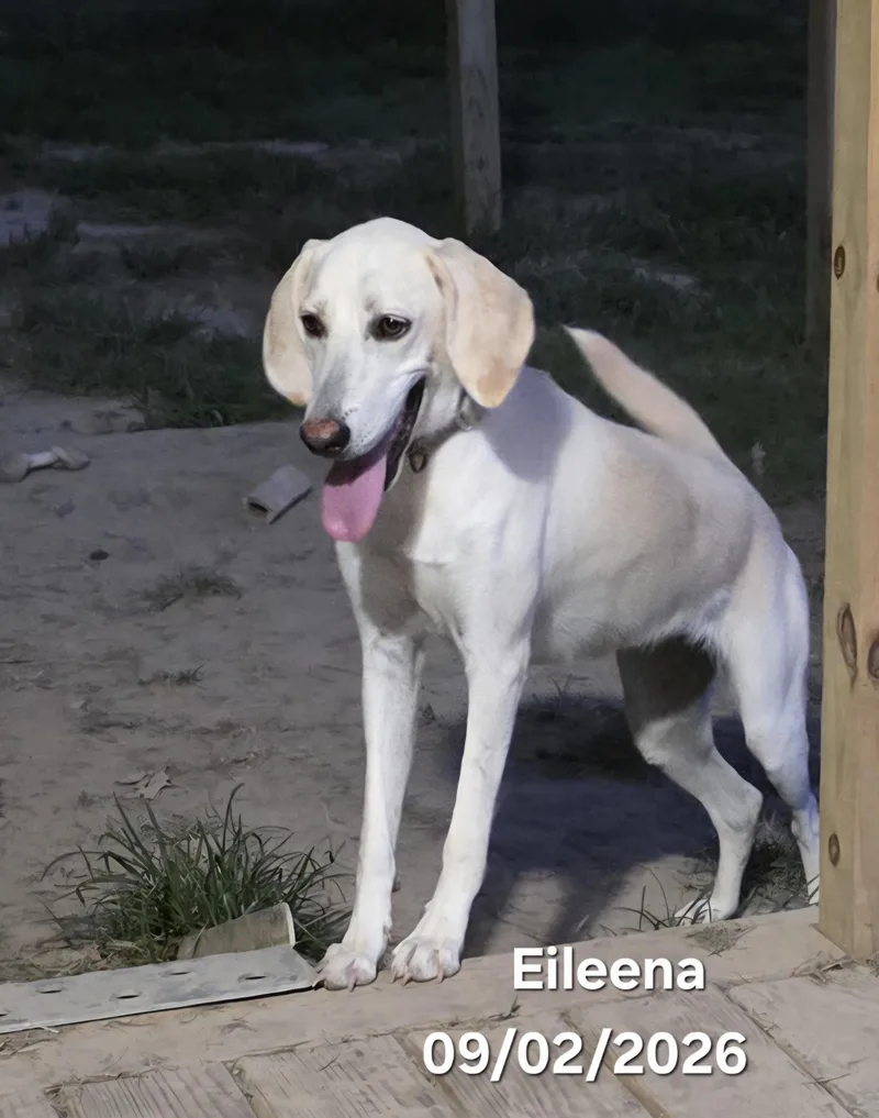 Eileena thumbnail 5