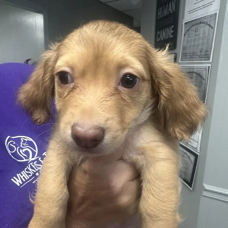 A baby small-sized male White / Cream Dachshund dog named Tater Tot for adoption in Midland, TX