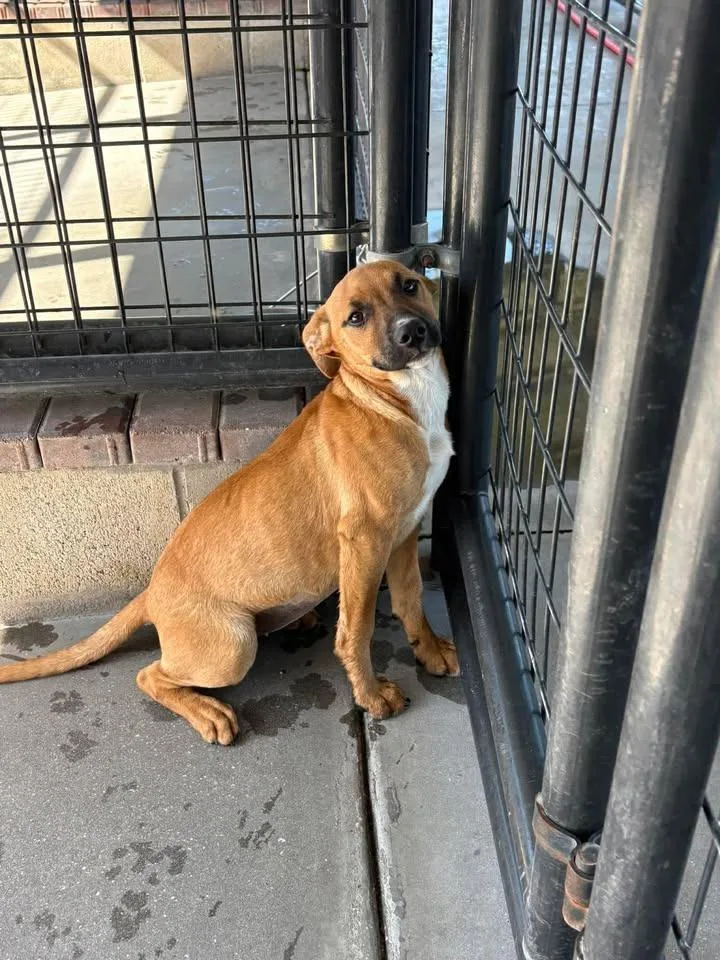A baby medium-sized female Mixed Breed dog named Bonnie for adoption in Ocala, FL