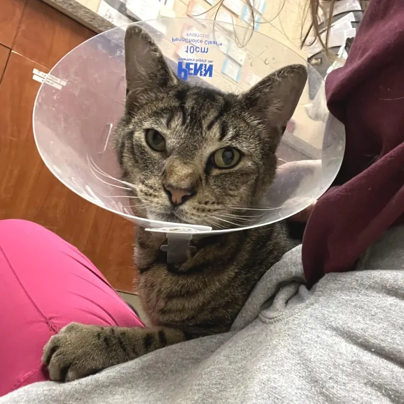 An adult large-sized male Brown / Chocolate Domestic Short Hair cat named Hartley for adoption in York, PA