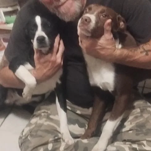 A baby medium-sized female Brown / Chocolate Chocolate Labrador Retriever dog named Brownie for adoption in Aledo, TX