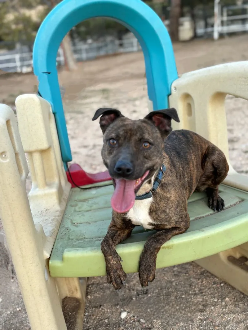 An adult medium-sized female Brindle American Staffordshire Terrier dog named Millie for adoption in Hesperia, CA