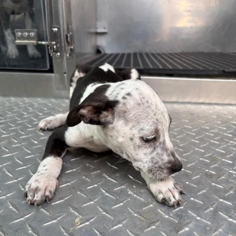 A baby small-sized male Black Mixed Breed dog named Vearne for adoption in Bryan, TX