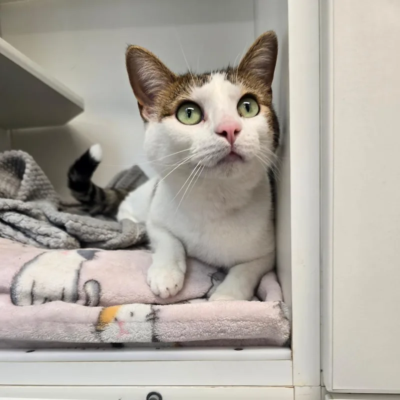 An adult medium-sized female White Domestic Short Hair cat named Marie Curie for adoption in Jasper, IN