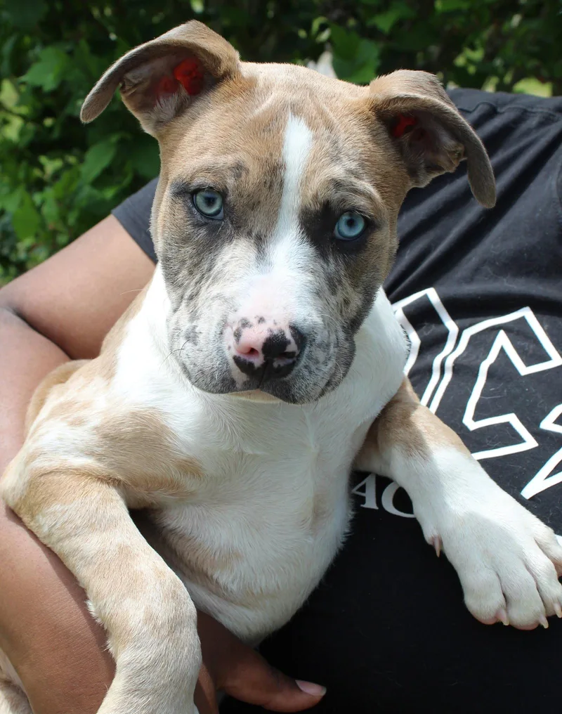 A baby large-sized male American Bulldog dog named Dexter for adoption in Prattville, AL