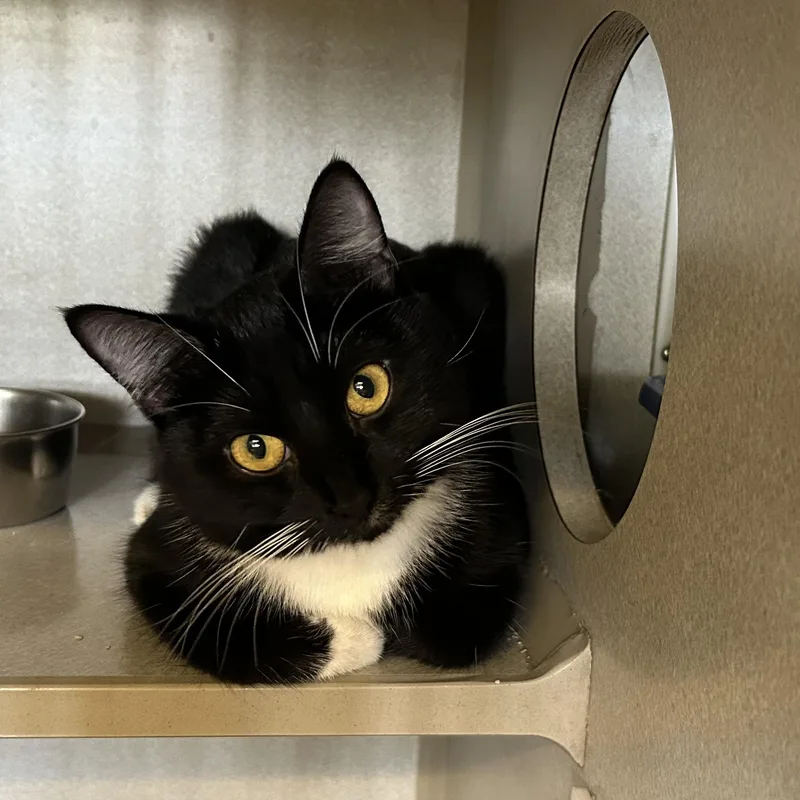 A young medium-sized female Black & White / Tuxedo Domestic Short Hair cat named Margherita for adoption in Mason City, IA